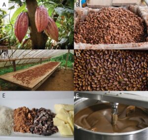 COCOA BEANS EXTRACTED FROM THE TREE
