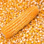 White and Yellow Corn flower for sale